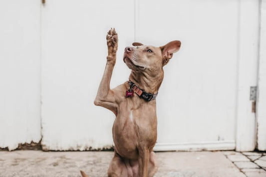 Les chiens ont-ils un nombril ?