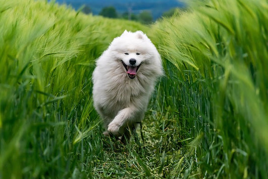 Les piqûres d’insectes chez les chiens