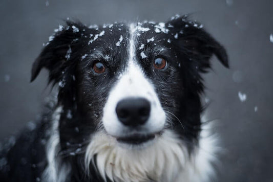 Blanc comme neige