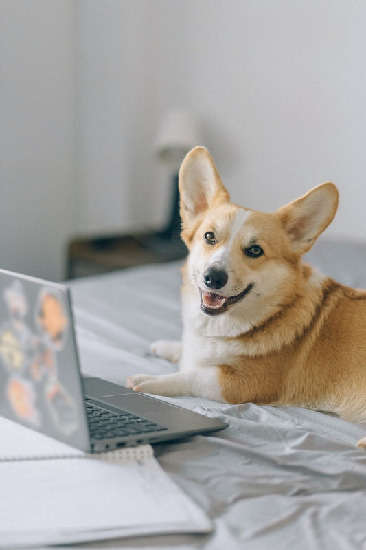 Télétravailler avec son chien