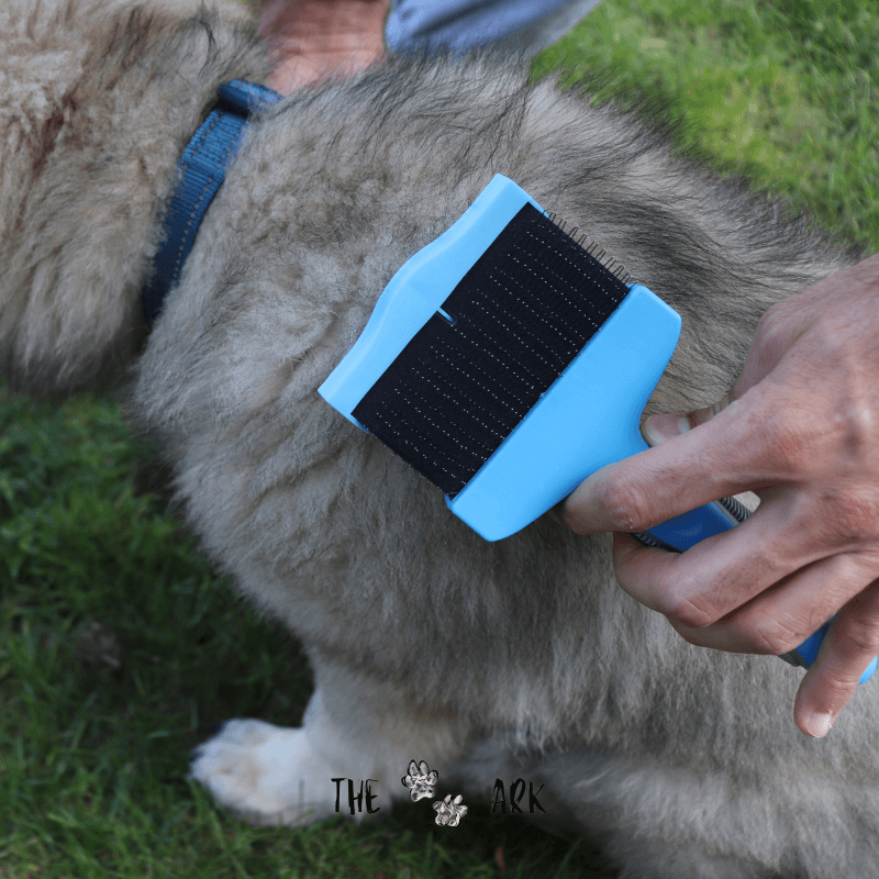 Brosse Professionnelle Deluxe en action sur un chien